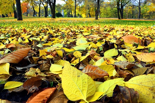Herfstwandeling
